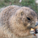 Let Groundhog Day Be Your Cue for a Fresh Start: A Clean Slate with E-Z Window Cleaning